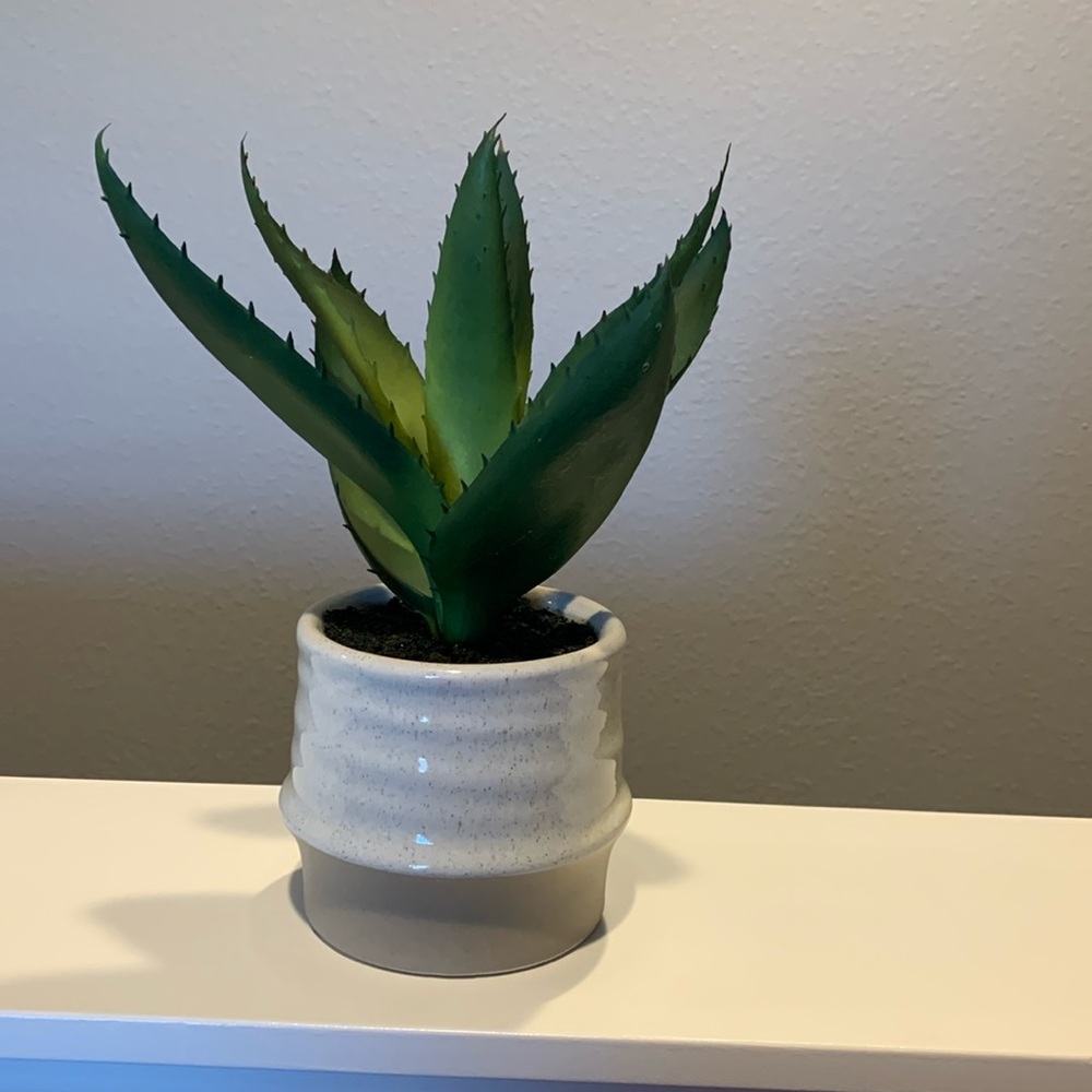 Decorative plant